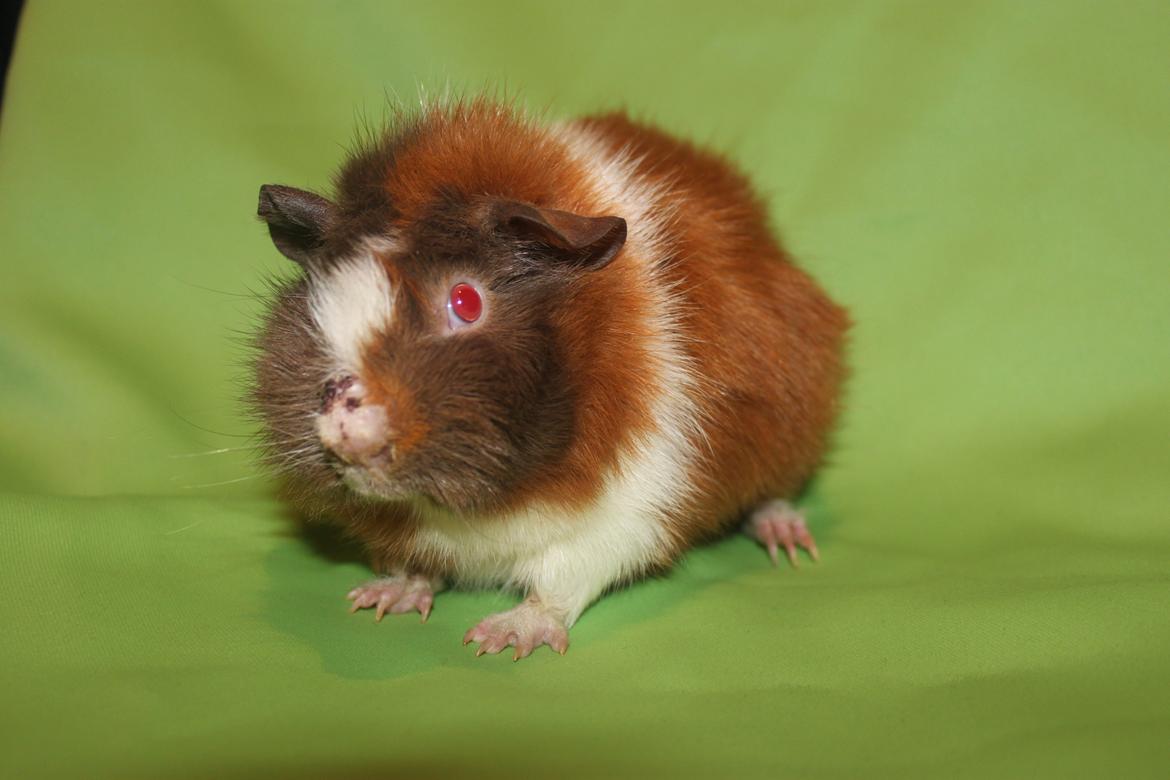 Marsvin Skovtoftens Maximus billede 1