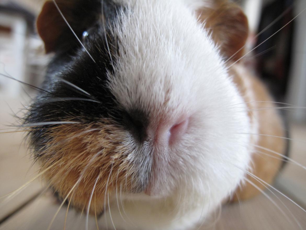 Marsvin Brunpote <3 - Nysgerrig? :D <3 billede 10