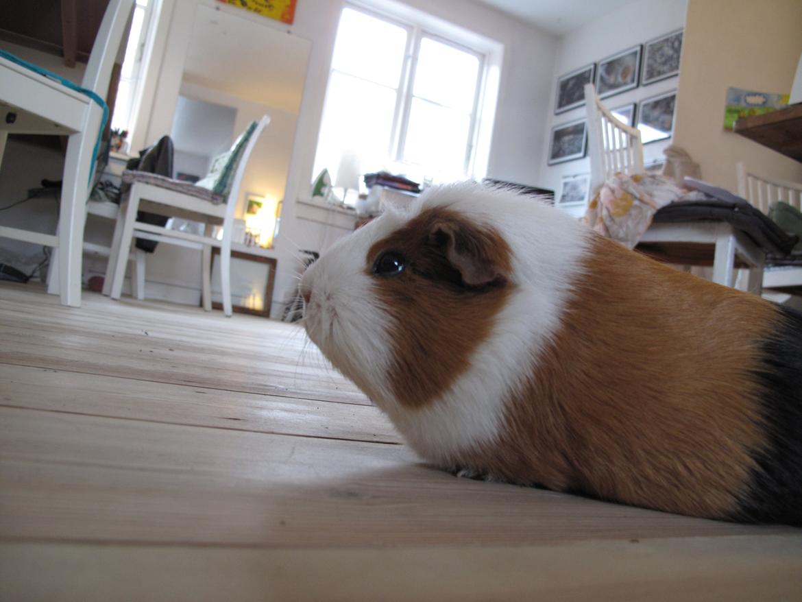 Marsvin Brunpote <3 billede 12