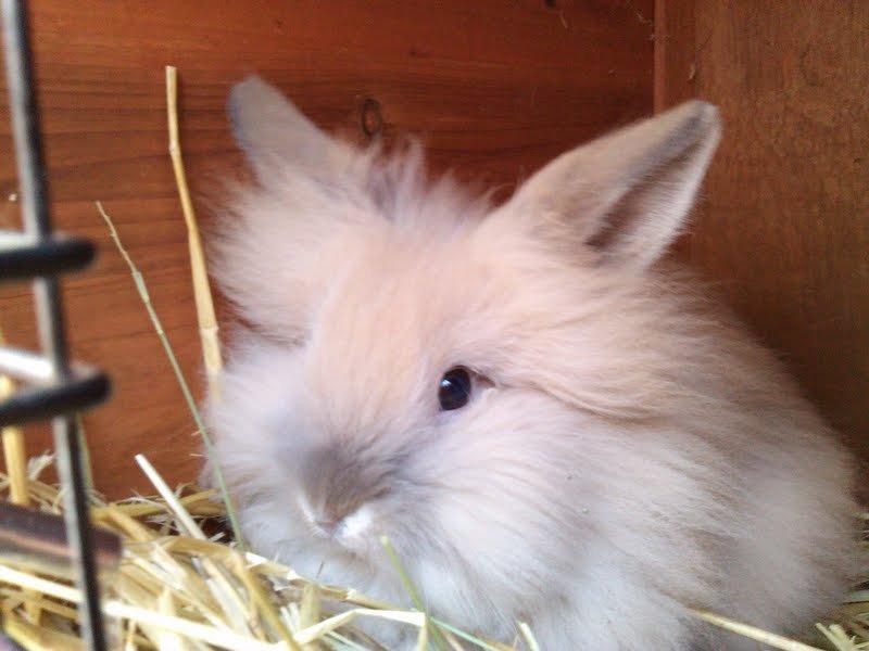 Kanin Kokos - Velkommen til Kokos' profil :) billede 3