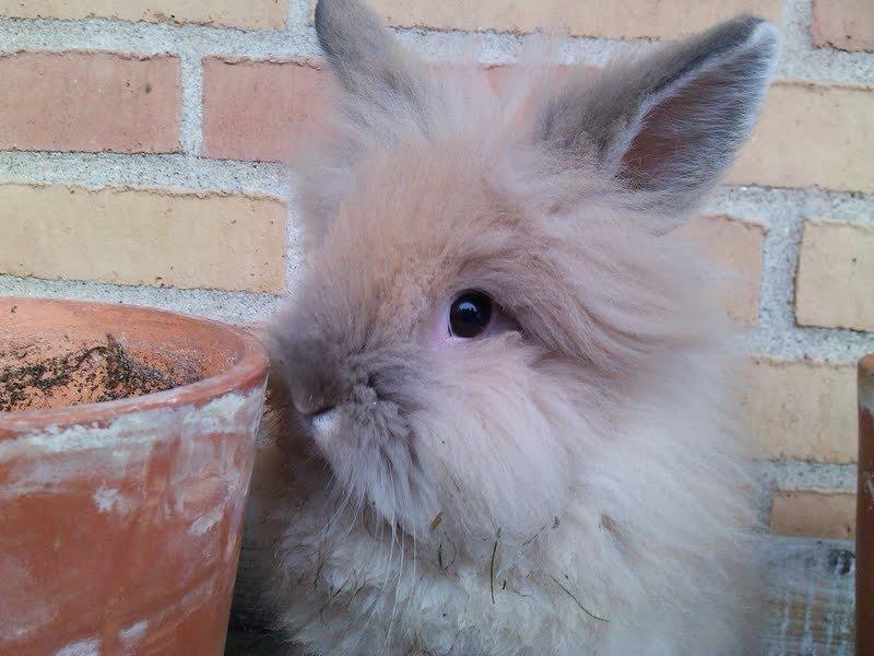 Kanin Kokos - Nurh! billede 10