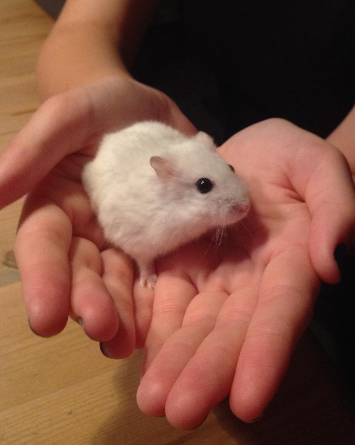 Dværghamster Musen - Musen 3/2/2010 - 21/12/2012
R.I.P min lille ven.. :'( billede 6