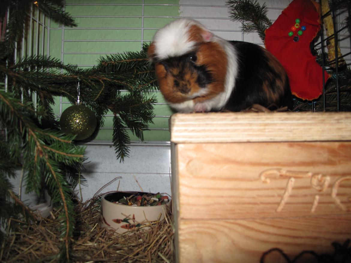 Marsvin Lillefod <3 † Du vil altid været savnet † - Juleaften - så vasker han sig lige :o) billede 11