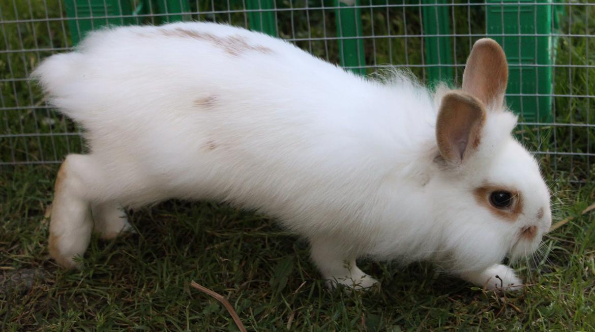Kanin Steve - Hop! :P billede 9