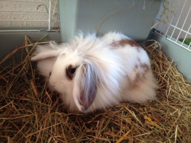 Kanin Diva Donna - sådan ser hun ud nu :) stor og smuk billede 1