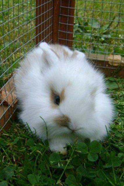 Kanin Diva Donna - sådan så hun ud som lille  :) billede 2