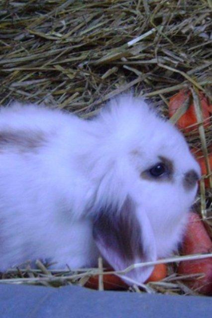 Kanin Diva Donna - sådan så hun ud som lille. :) billede 3