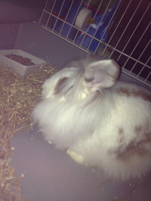 Kanin Diva Donna - sådan ser hun ud nu. :) billede 4