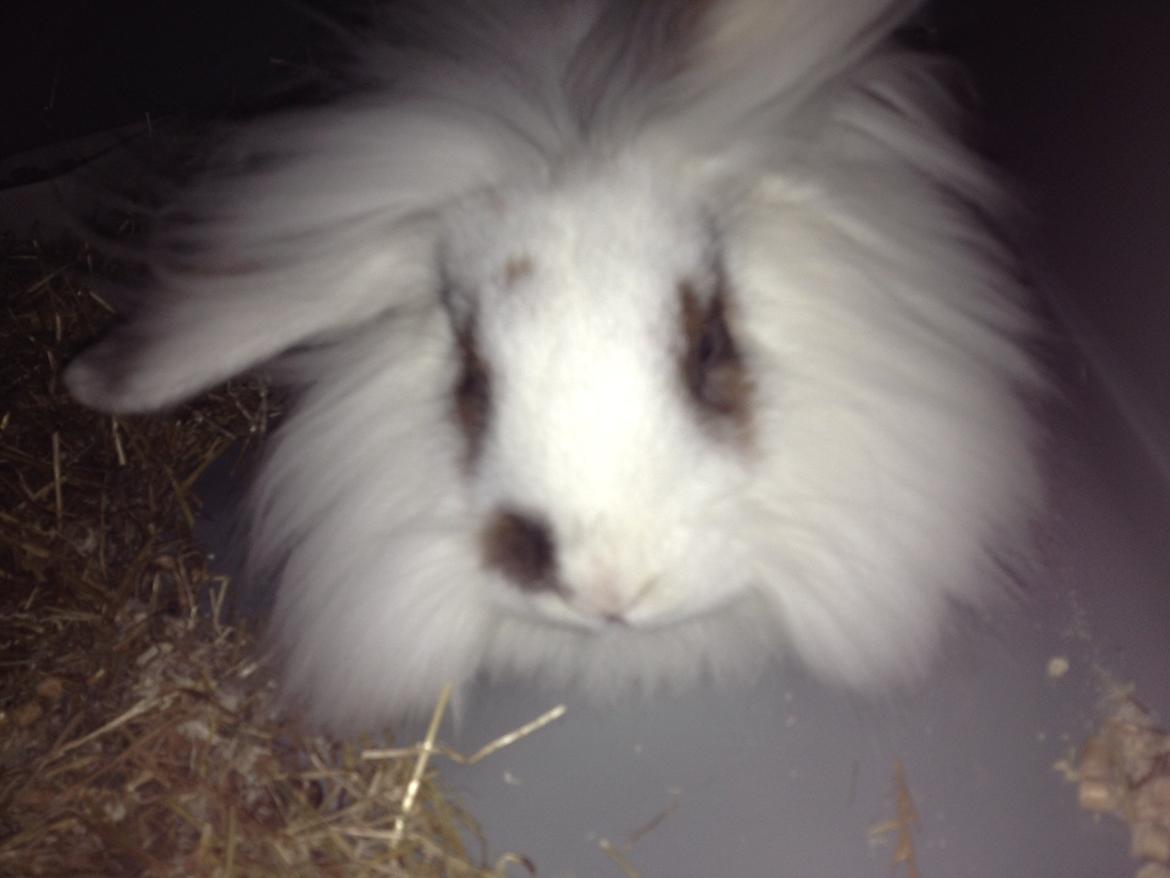 Kanin Diva Donna - sådan ser hun ud nu. :) billede 5