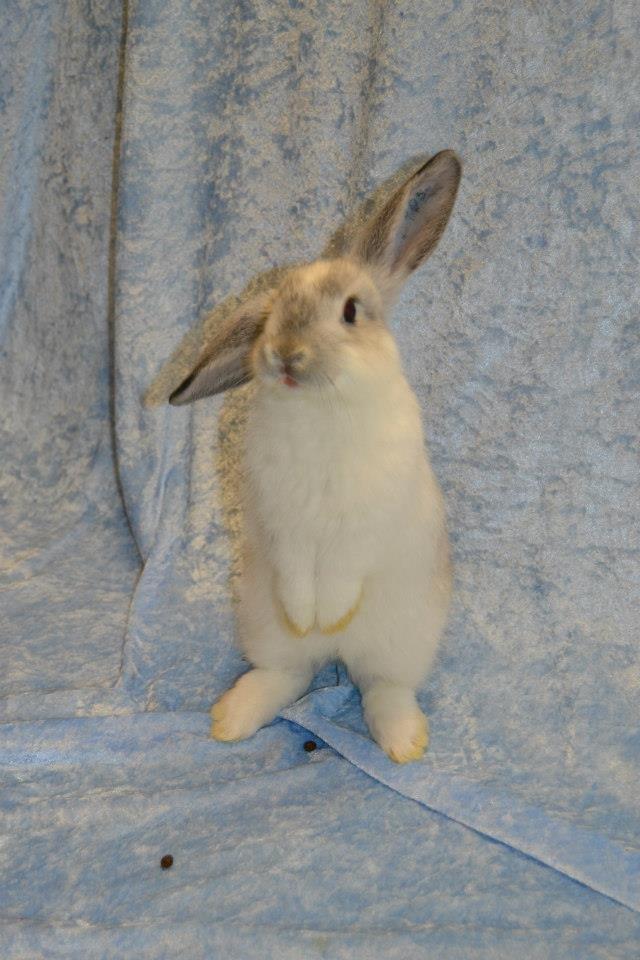 Kanin Rådved Nygård's Ratchet billede 2