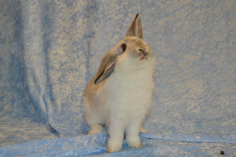 Kanin Rådved Nygård's Ratchet billede 3