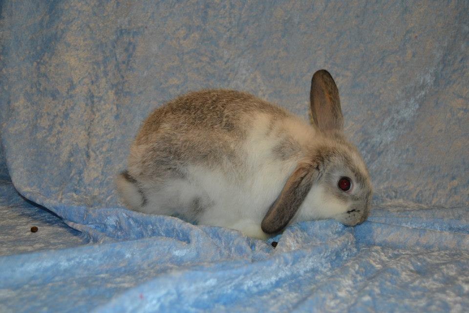 Kanin Rådved Nygård's Ratchet billede 4