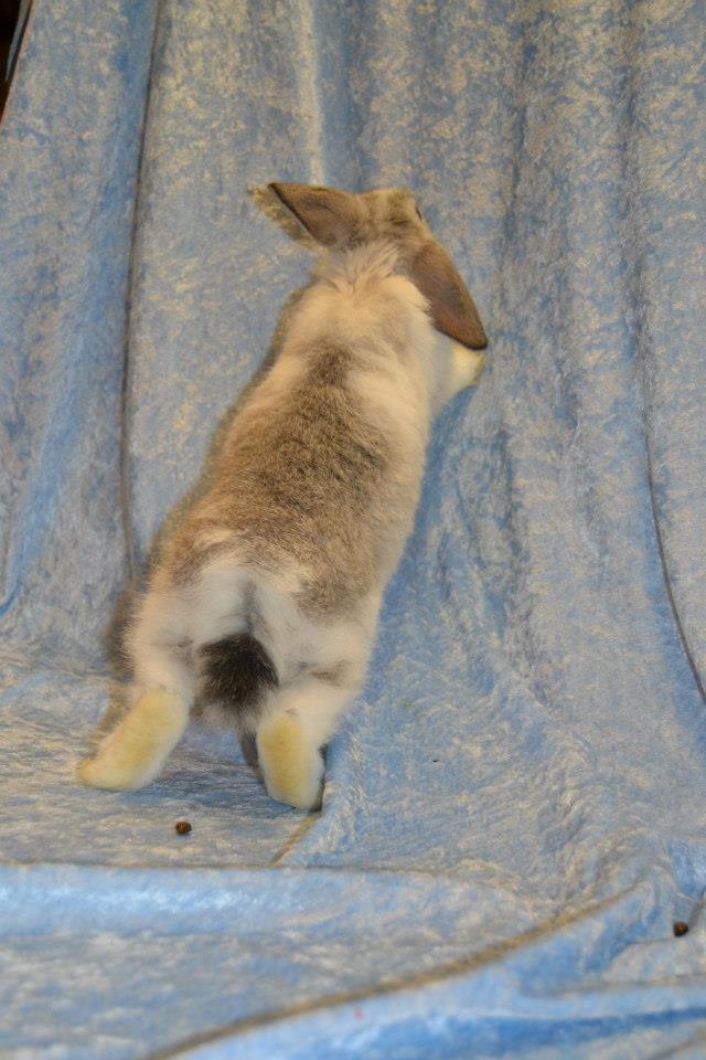 Kanin Rådved Nygård's Ratchet - HAHA lille mand stikker af billede 5