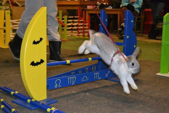 Kanin Rådved Nygård's Ratchet billede 1