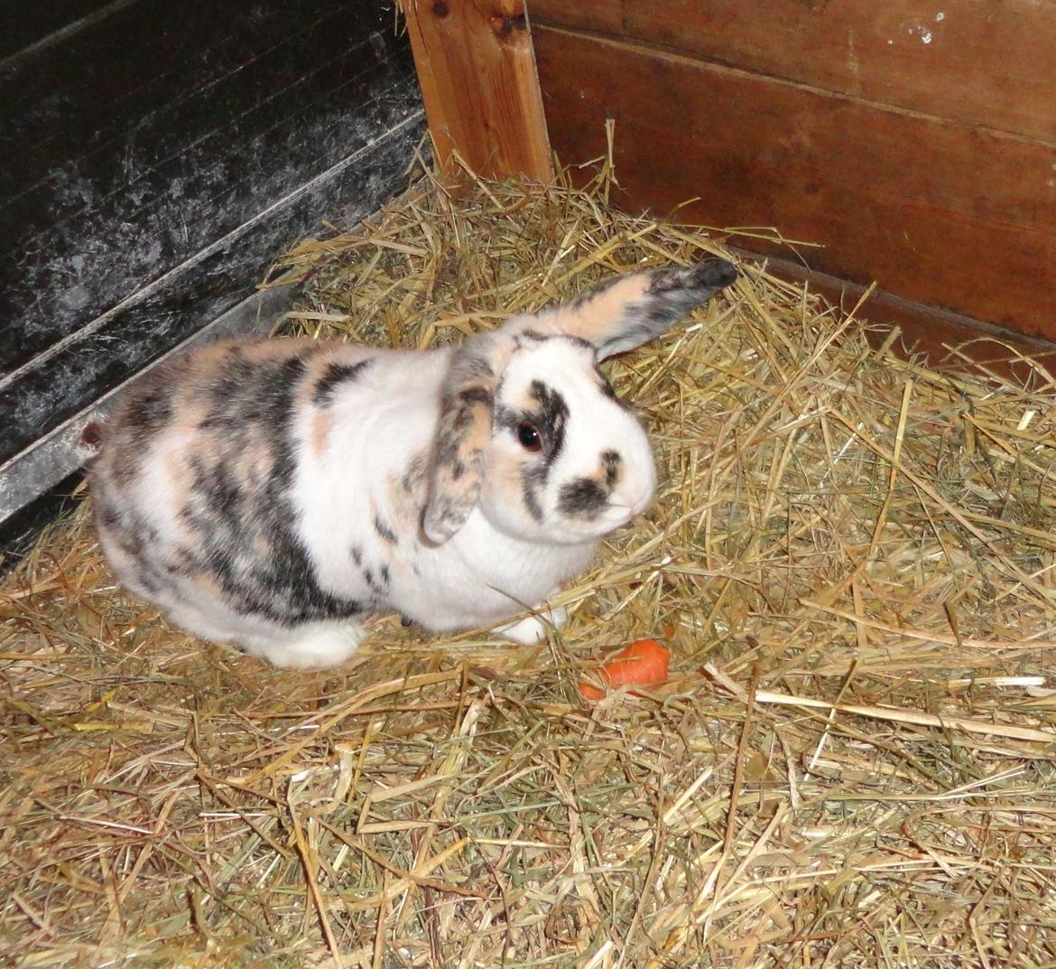 Kanin Bulder billede 1