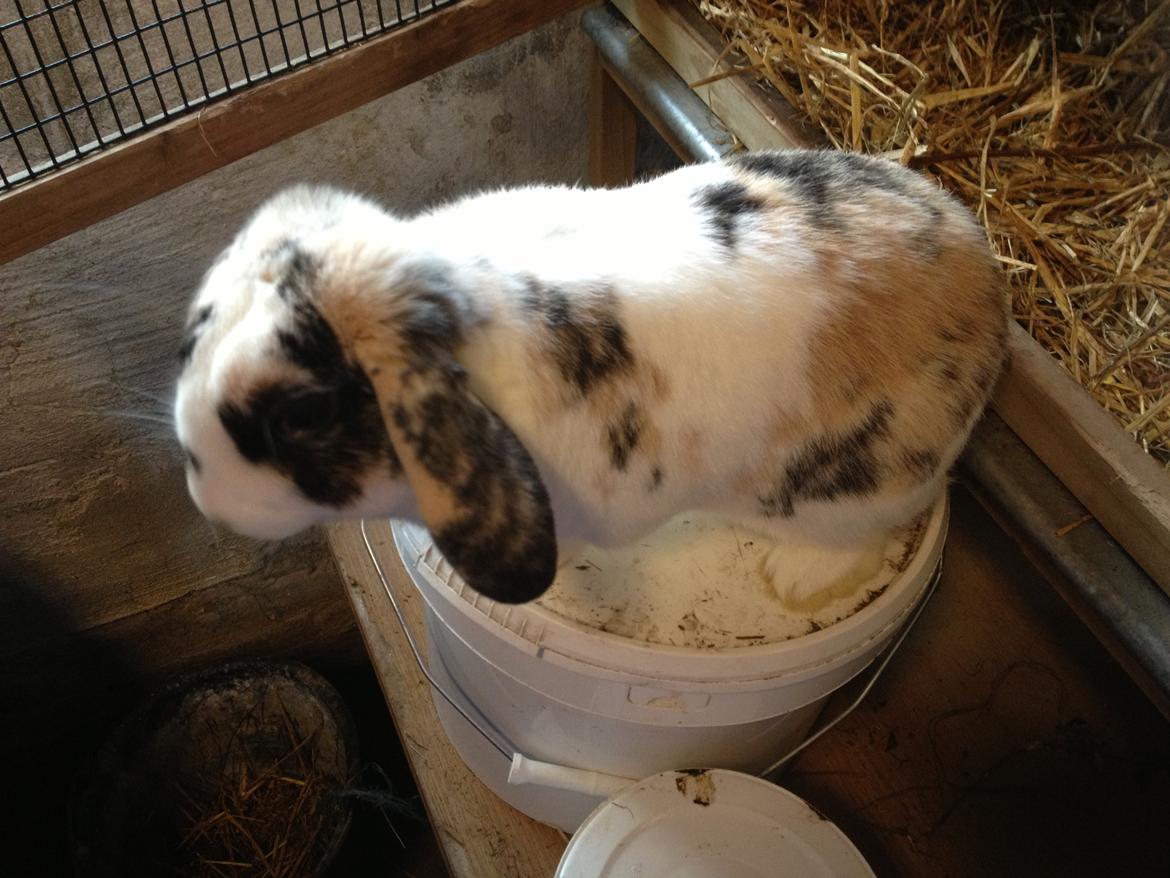 Kanin Bulder billede 2