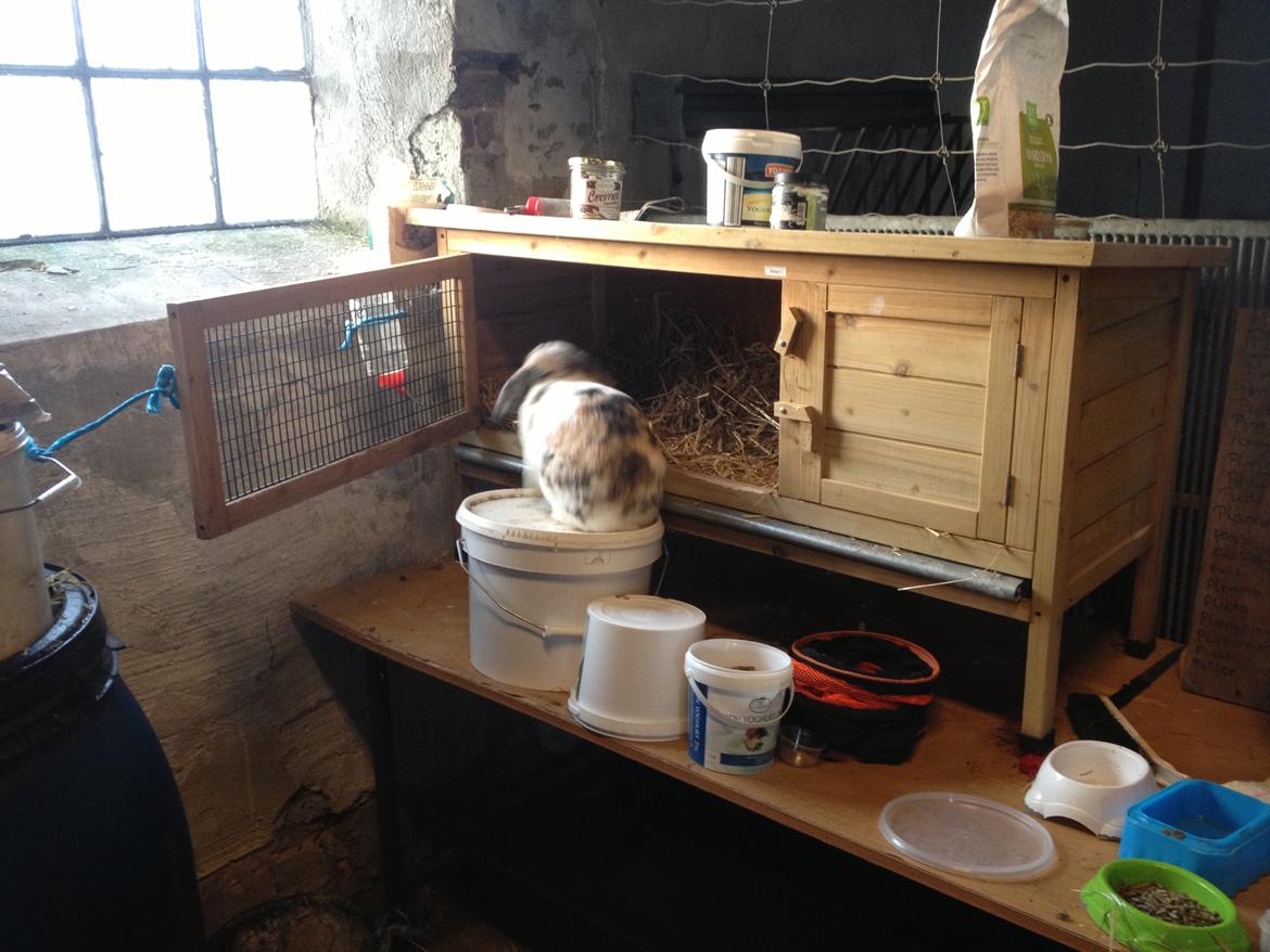 Kanin Bulder billede 3