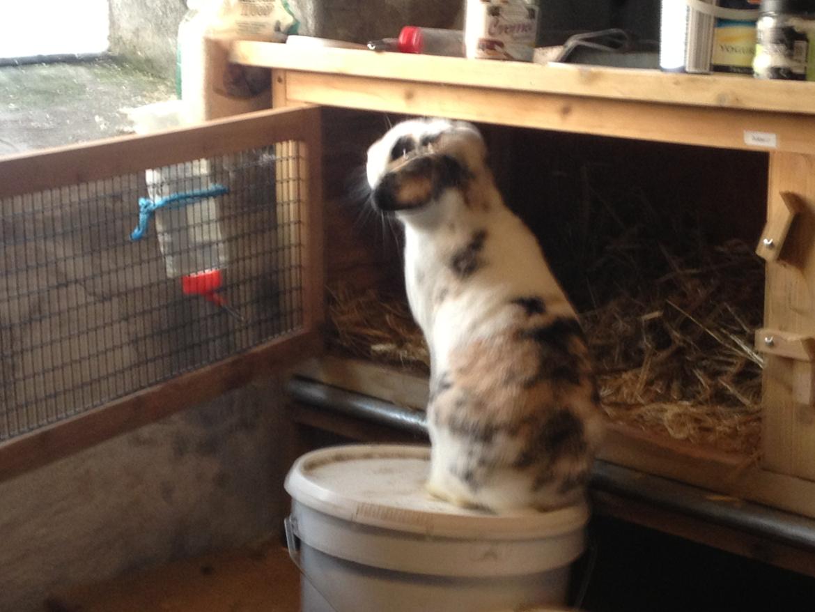 Kanin Bulder billede 4