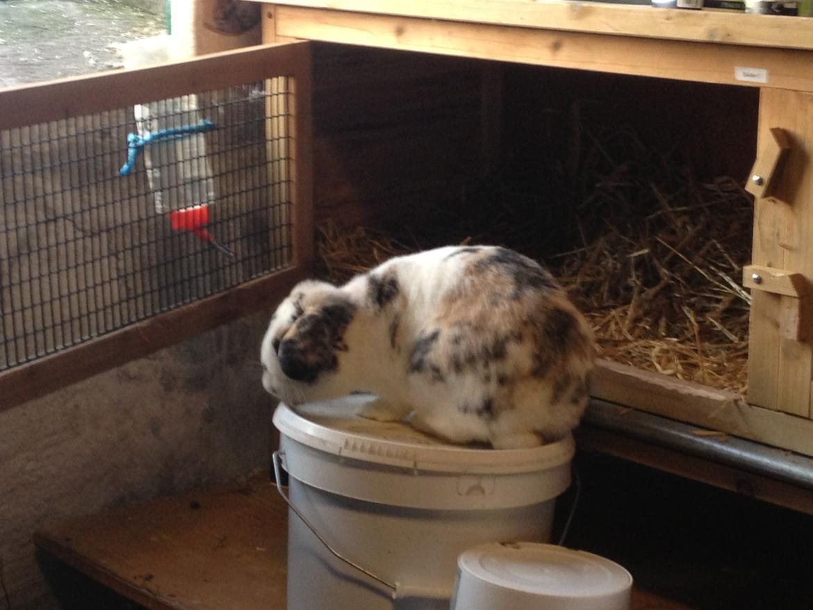 Kanin Bulder billede 5