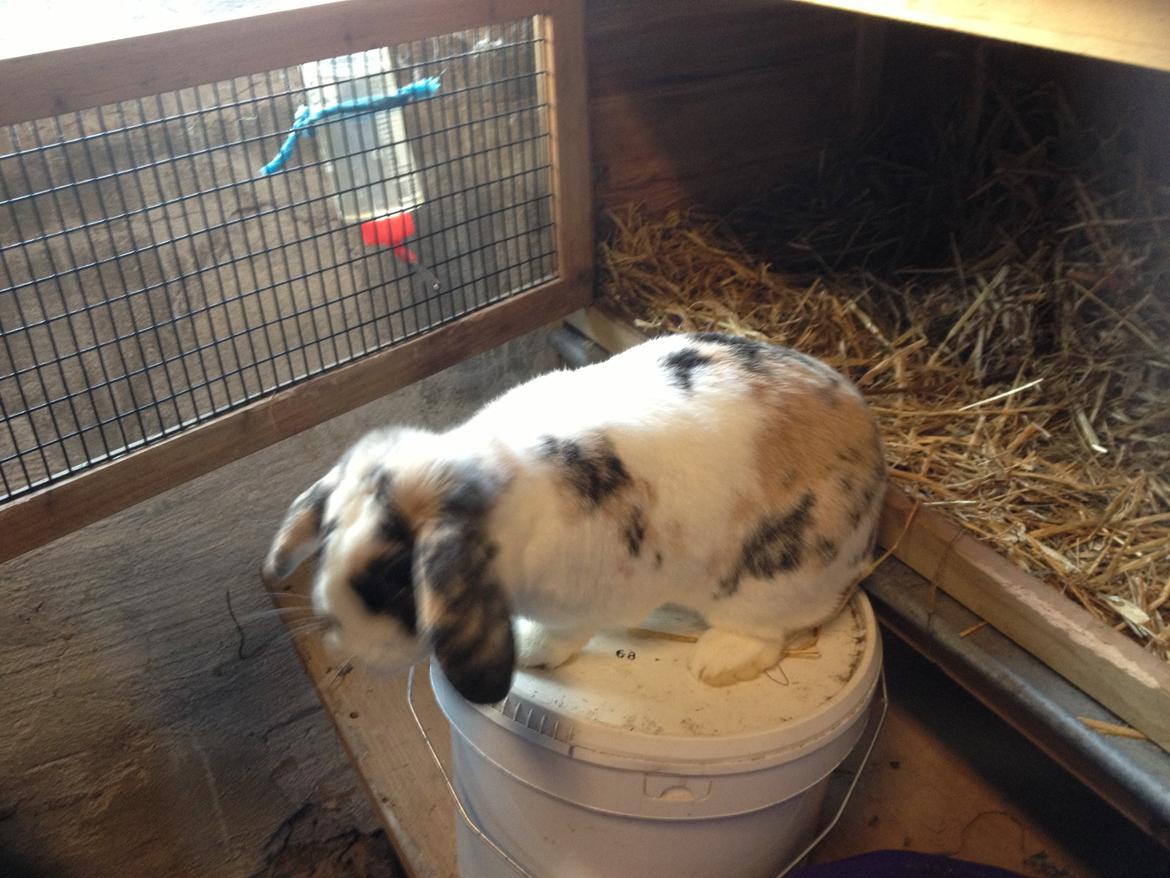 Kanin Bulder billede 6