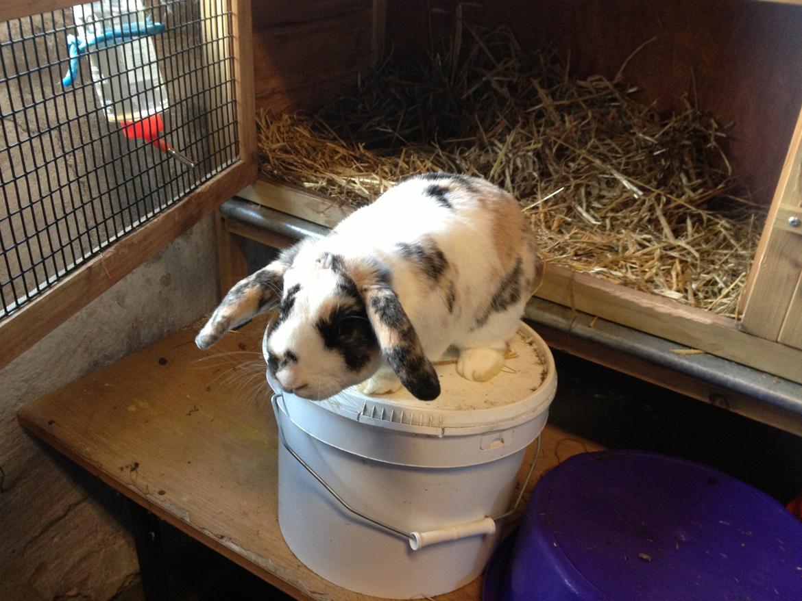 Kanin Bulder billede 7