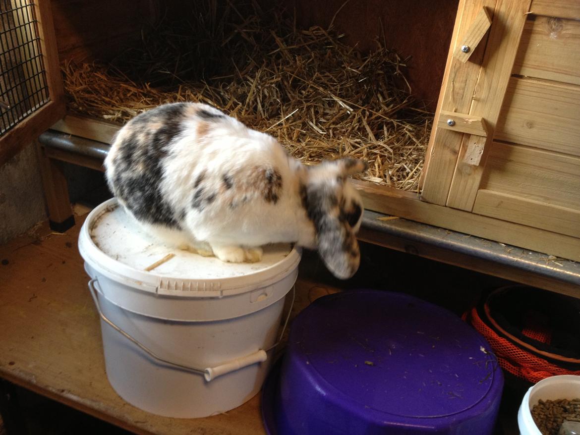 Kanin Bulder billede 8