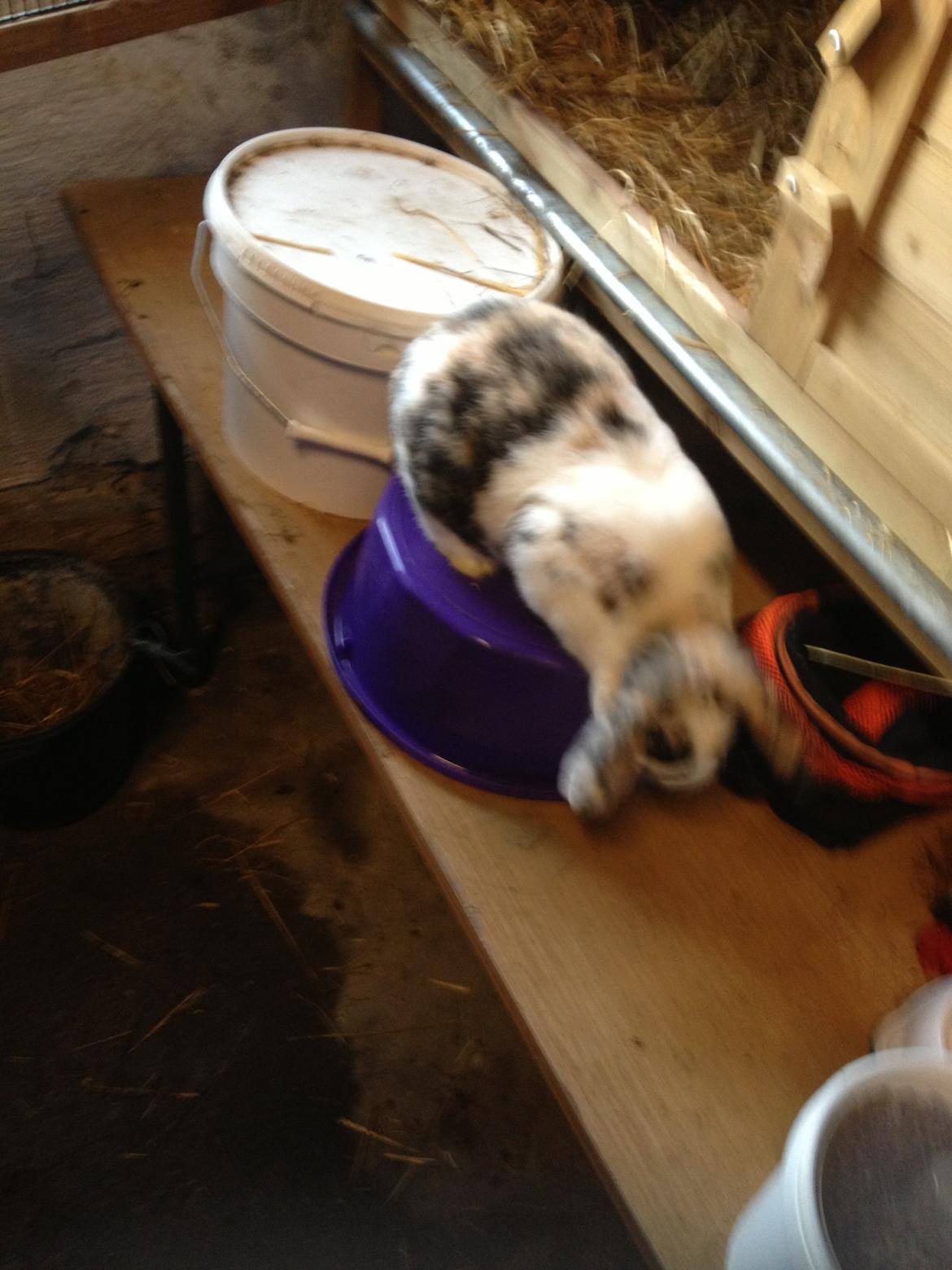 Kanin Bulder billede 9