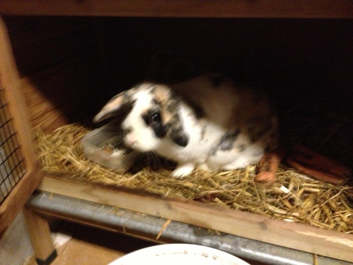 Kanin Bulder billede 10