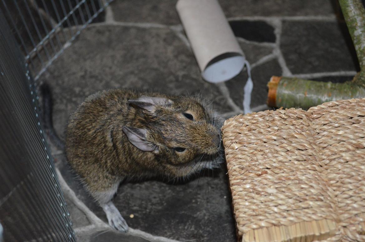 Degu Kurt billede 1
