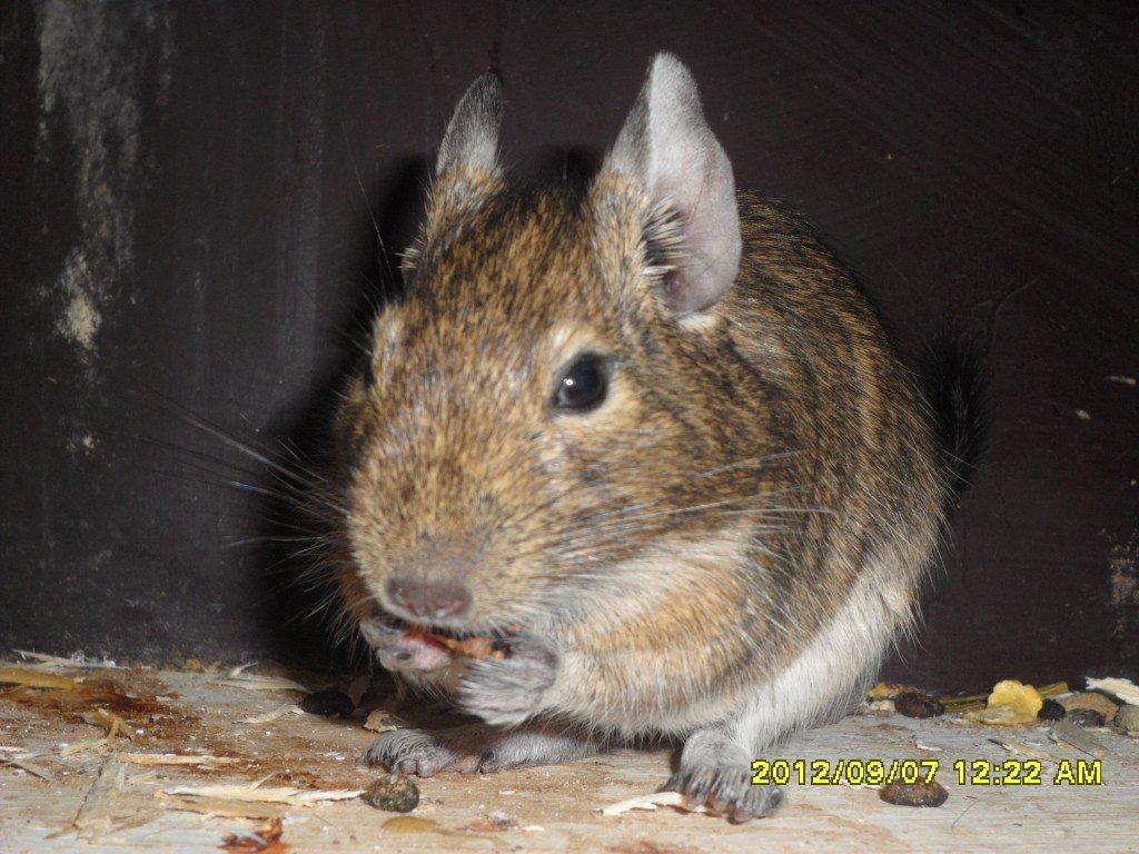 Degu Kurt billede 2