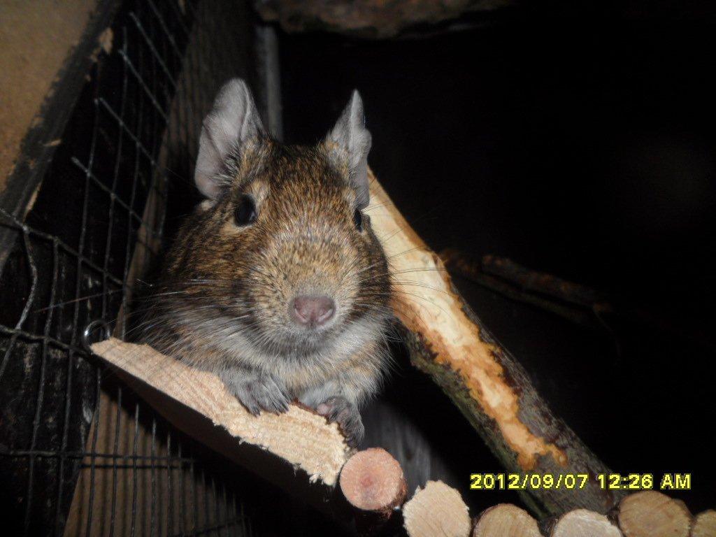 Degu Kurt billede 3
