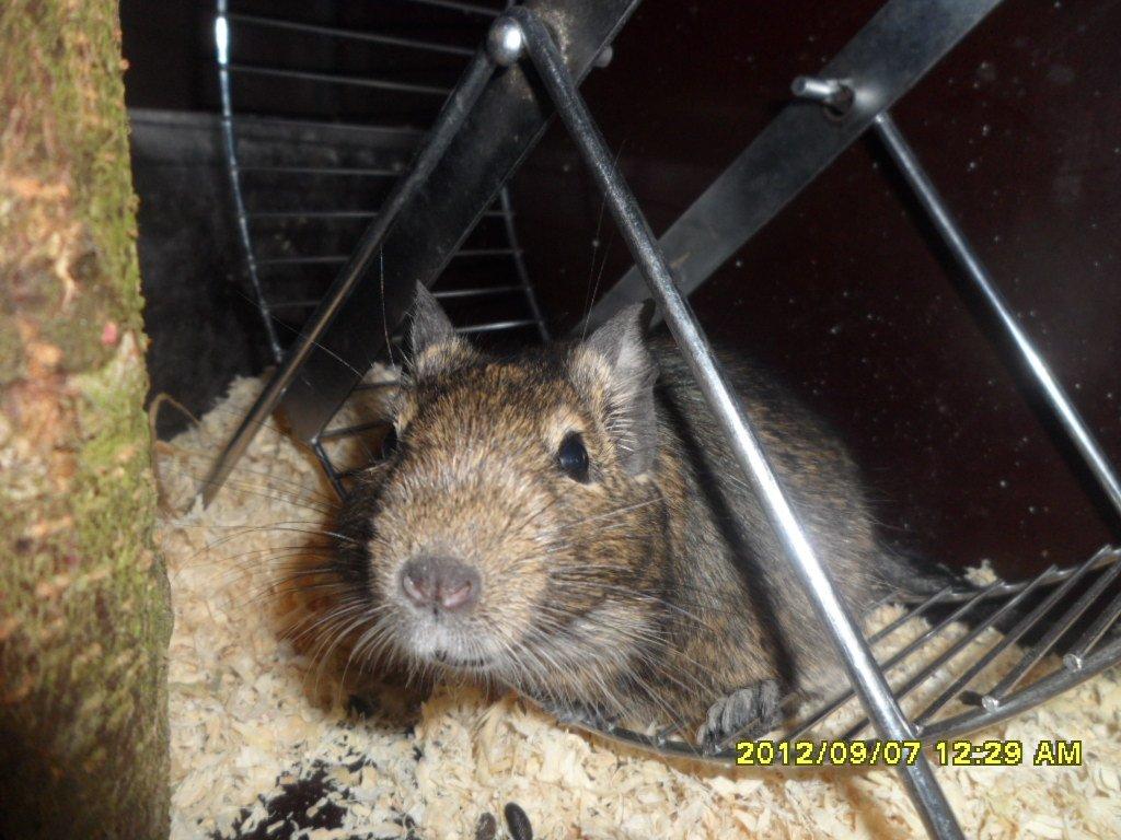 Degu Kurt billede 4