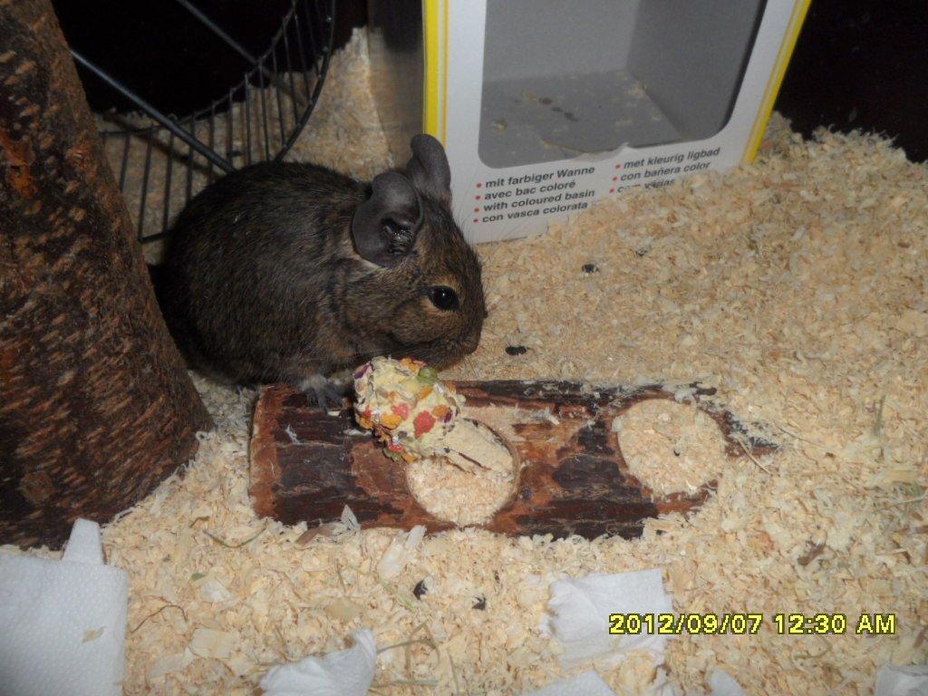 Degu Kurt billede 5
