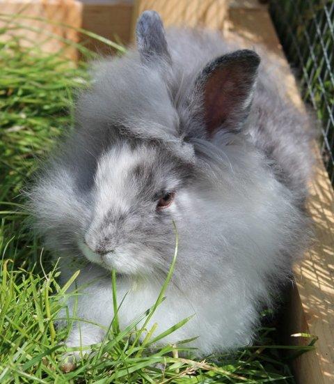 Kanin Smilla billede 1