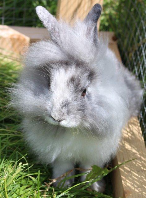 Kanin Smilla billede 2