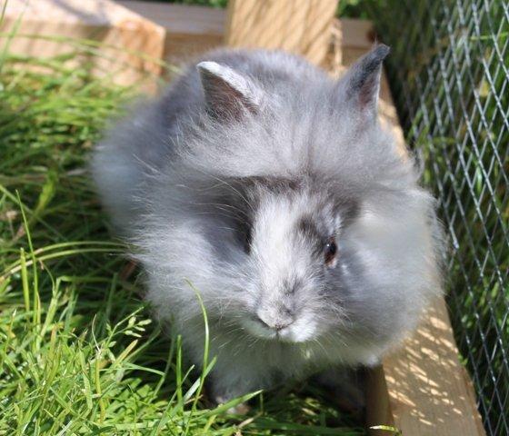 Kanin Smilla billede 3