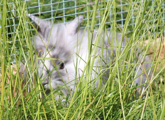 Kanin Smilla billede 4