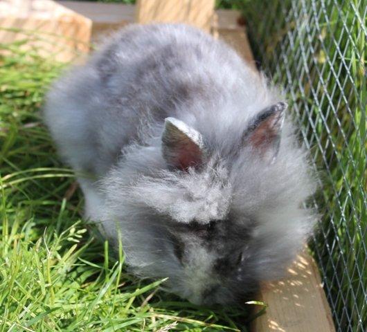 Kanin Smilla billede 5