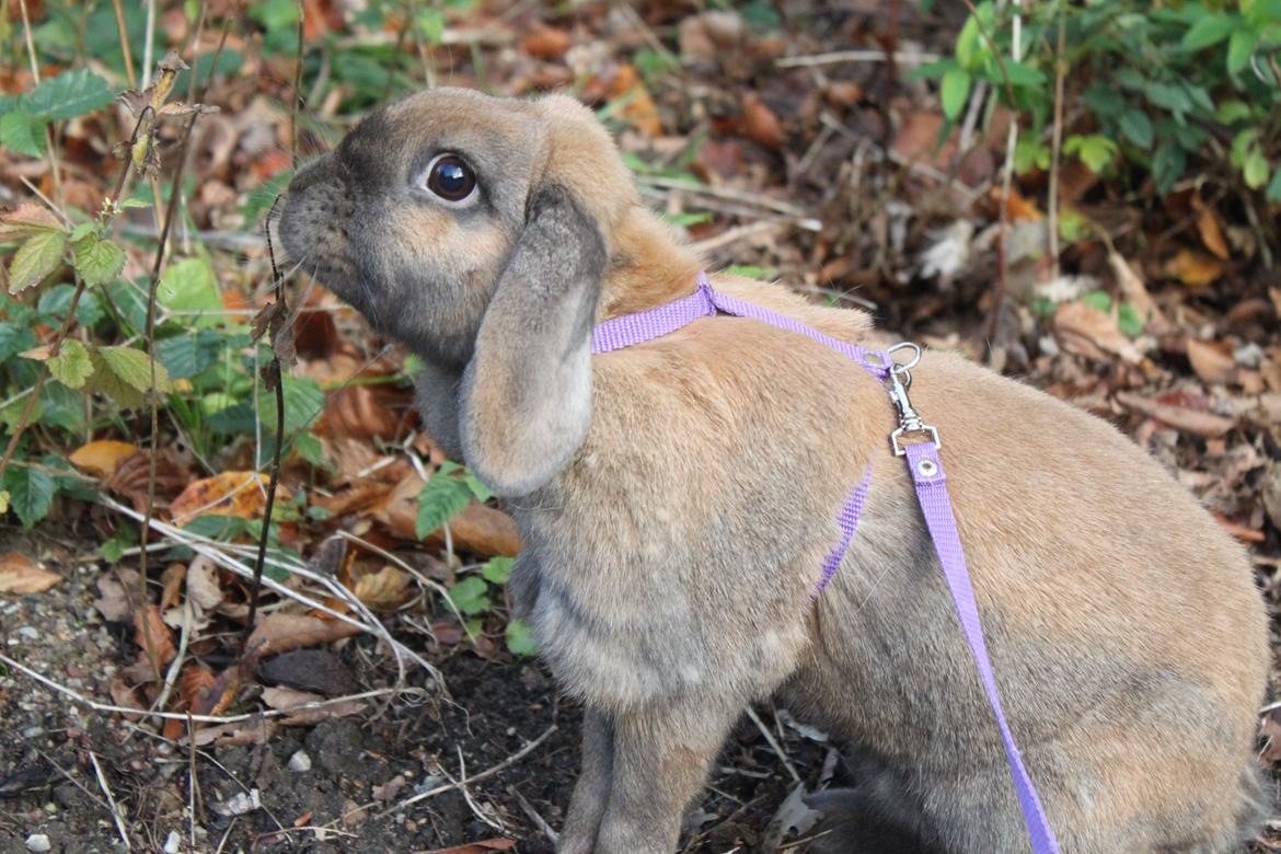 Kanin Hønsehusets Prazo Sioux Lakota billede 13
