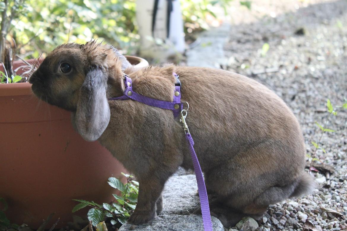 Kanin Hønsehusets Prazo Sioux Lakota billede 2
