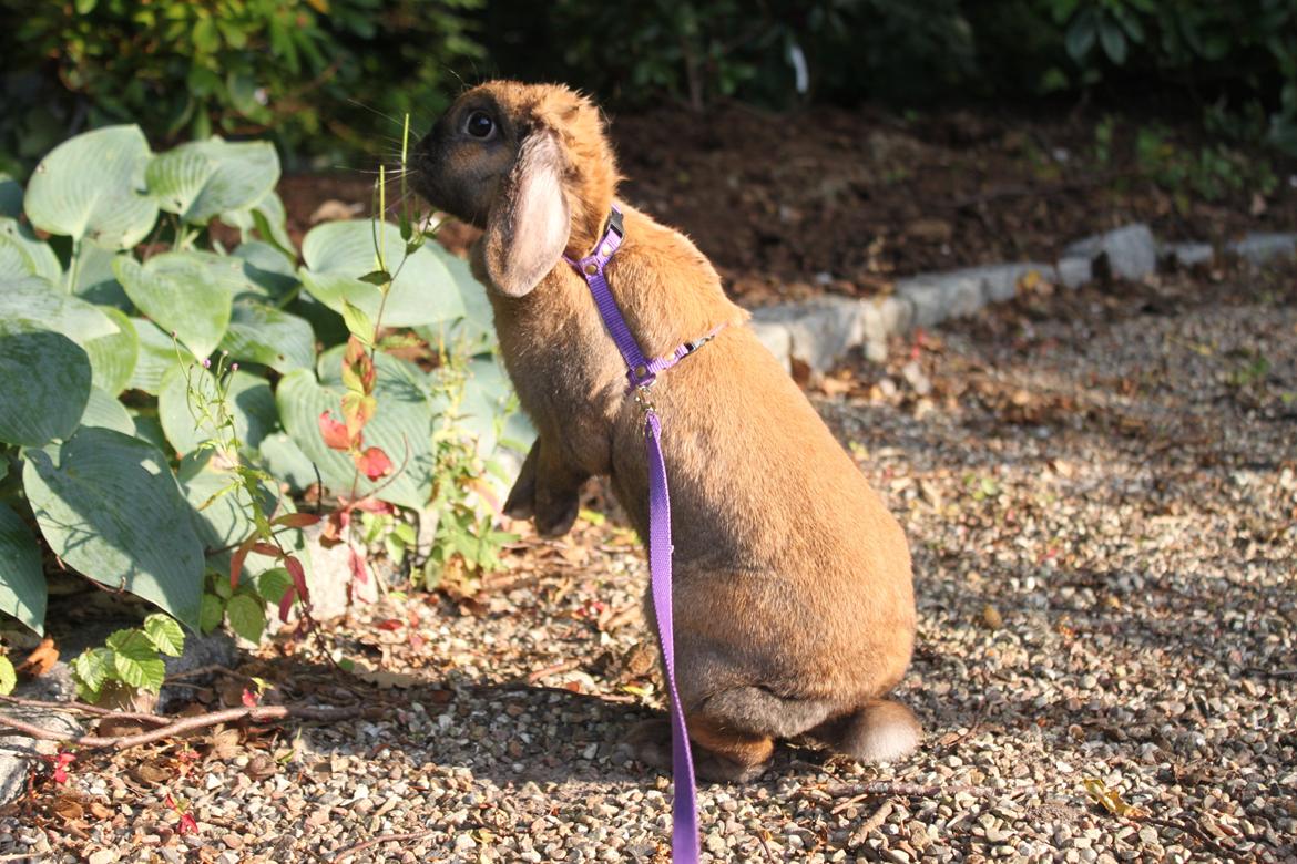 Kanin Hønsehusets Prazo Sioux Lakota billede 14