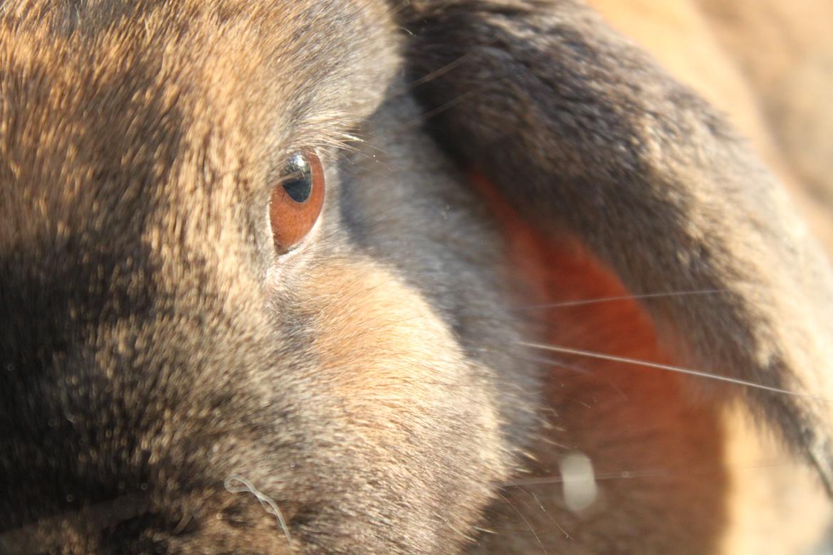 Kanin Hønsehusets Prazo Sioux Lakota billede 15