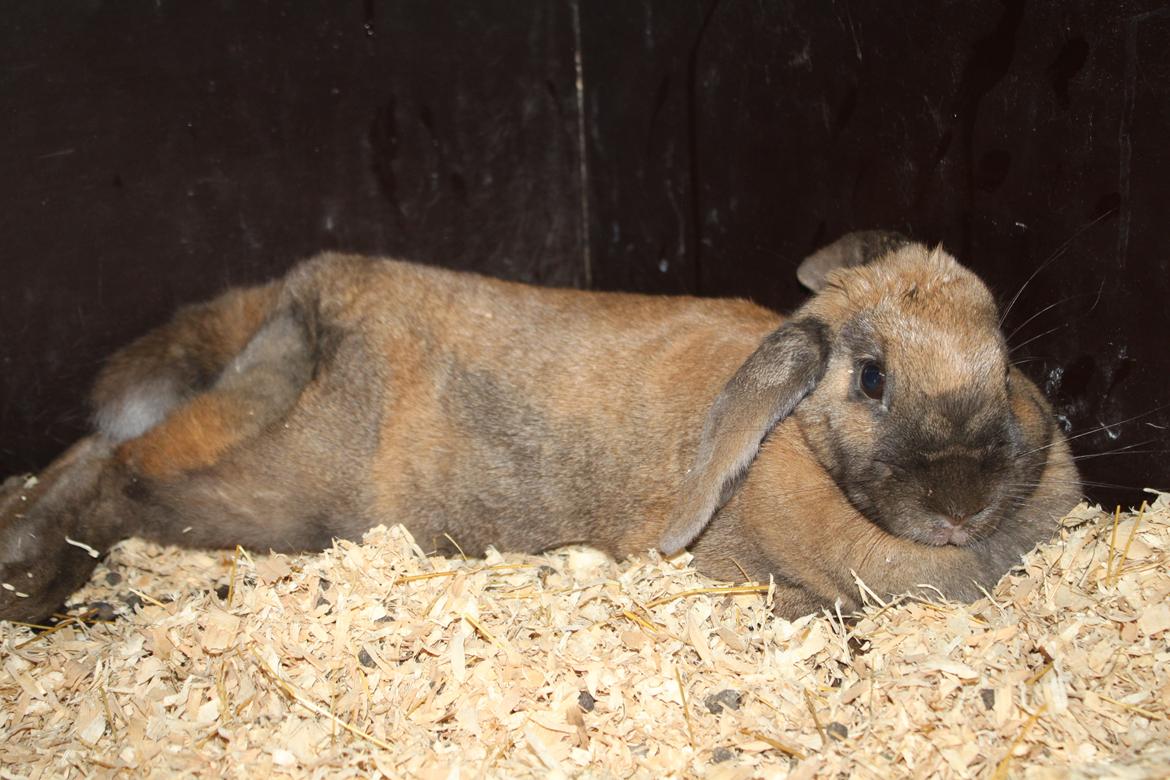 Kanin Hønsehusets Prazo Sioux Lakota billede 12