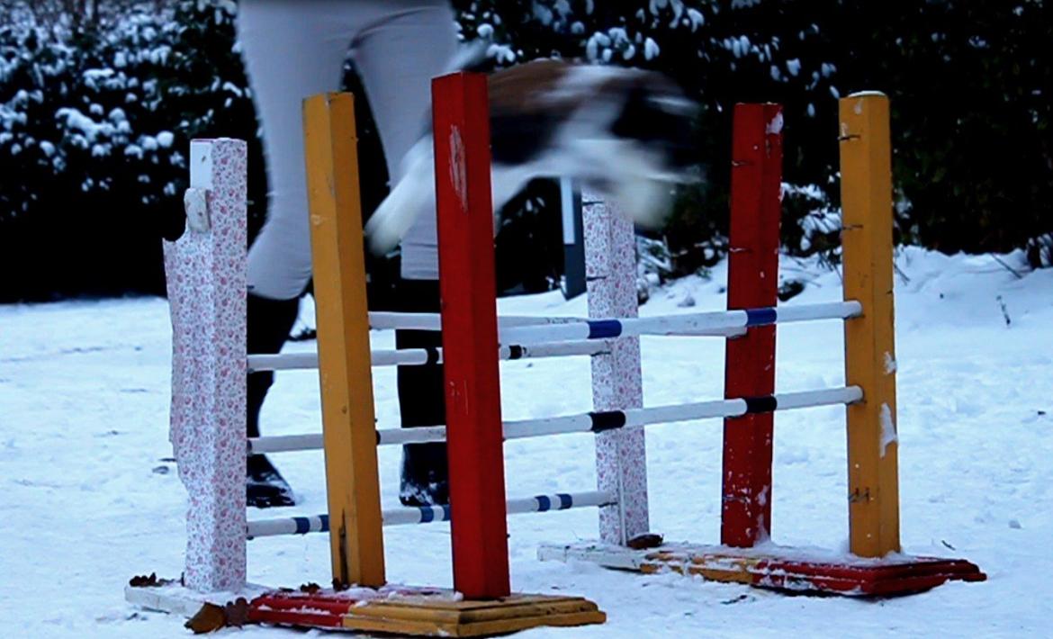 Kanin CAs Arecurius Donn billede 20