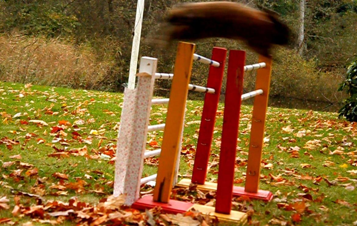 Kanin Hønsehusets Prazo Sioux Lakota billede 20