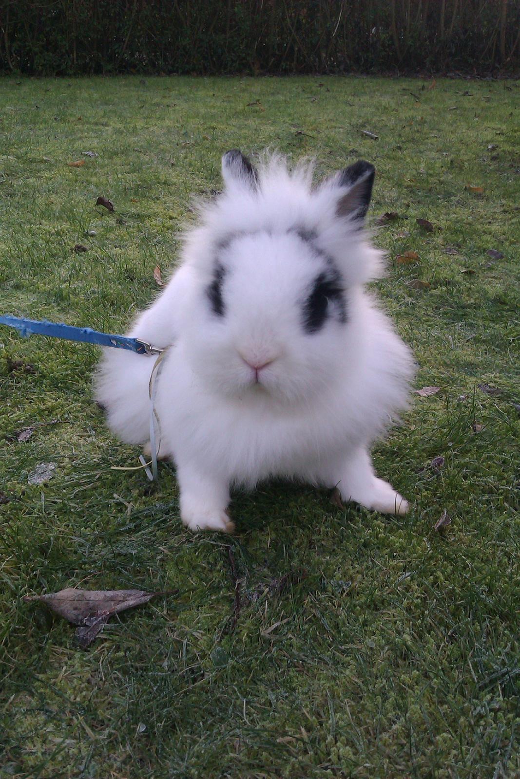 Kanin Gubbi billede 7