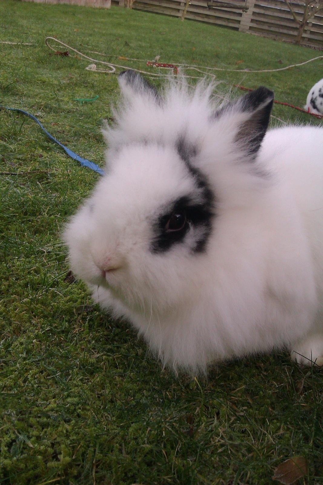 Kanin Gubbi billede 9