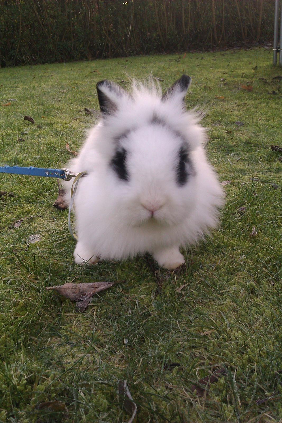 Kanin Gubbi billede 10