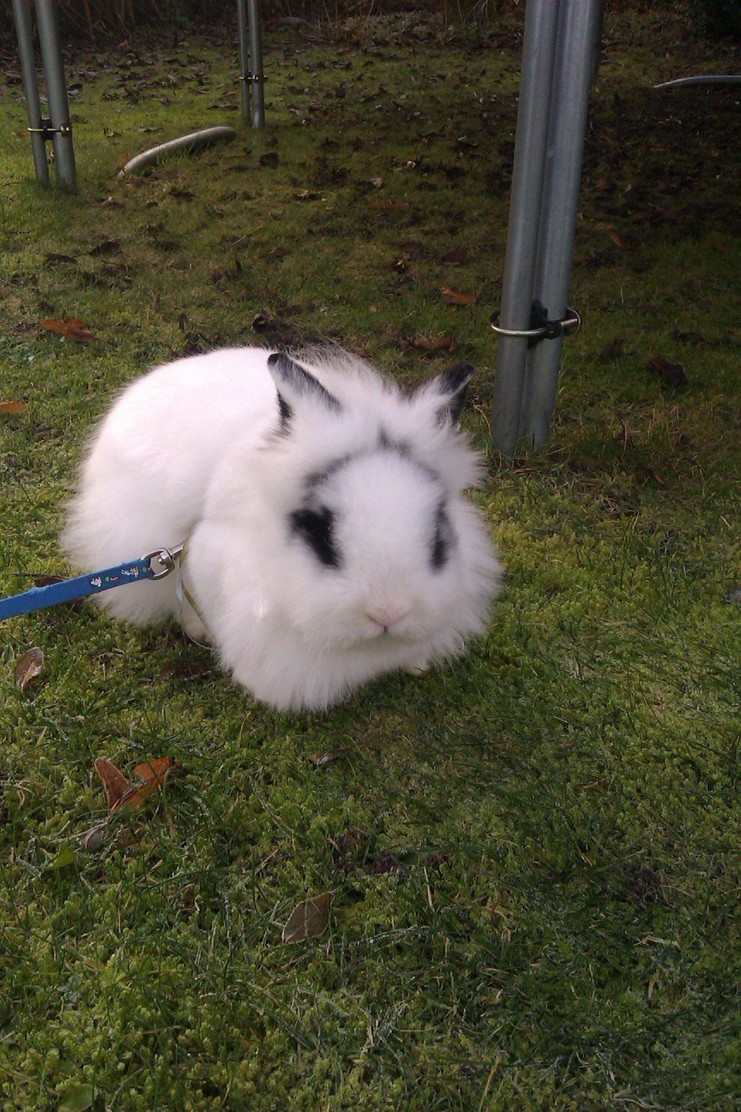 Kanin Gubbi - Han feder den lidt på plænen, han er blevet lidt tyk... :-P ( Han skal på slanke-kur til foråret ) billede 8