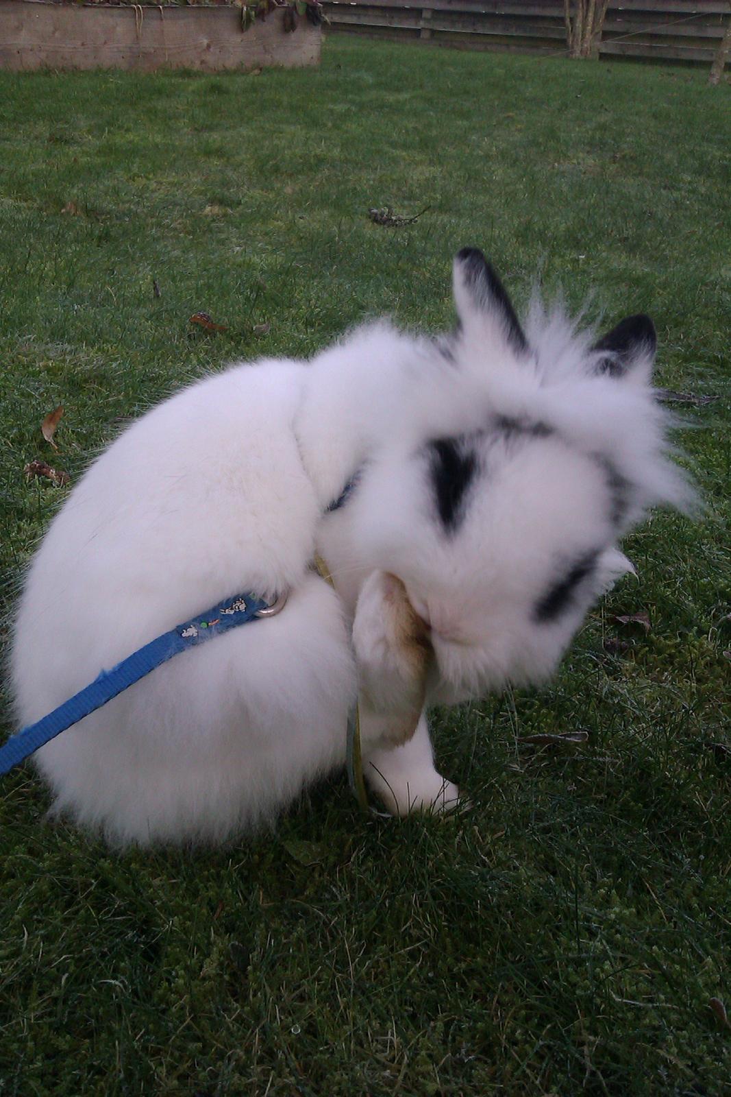 Kanin Gubbi - Så skal der ren gøres mellem fusserne :-3 billede 11